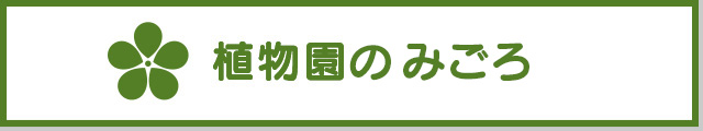 植物園見頃の花