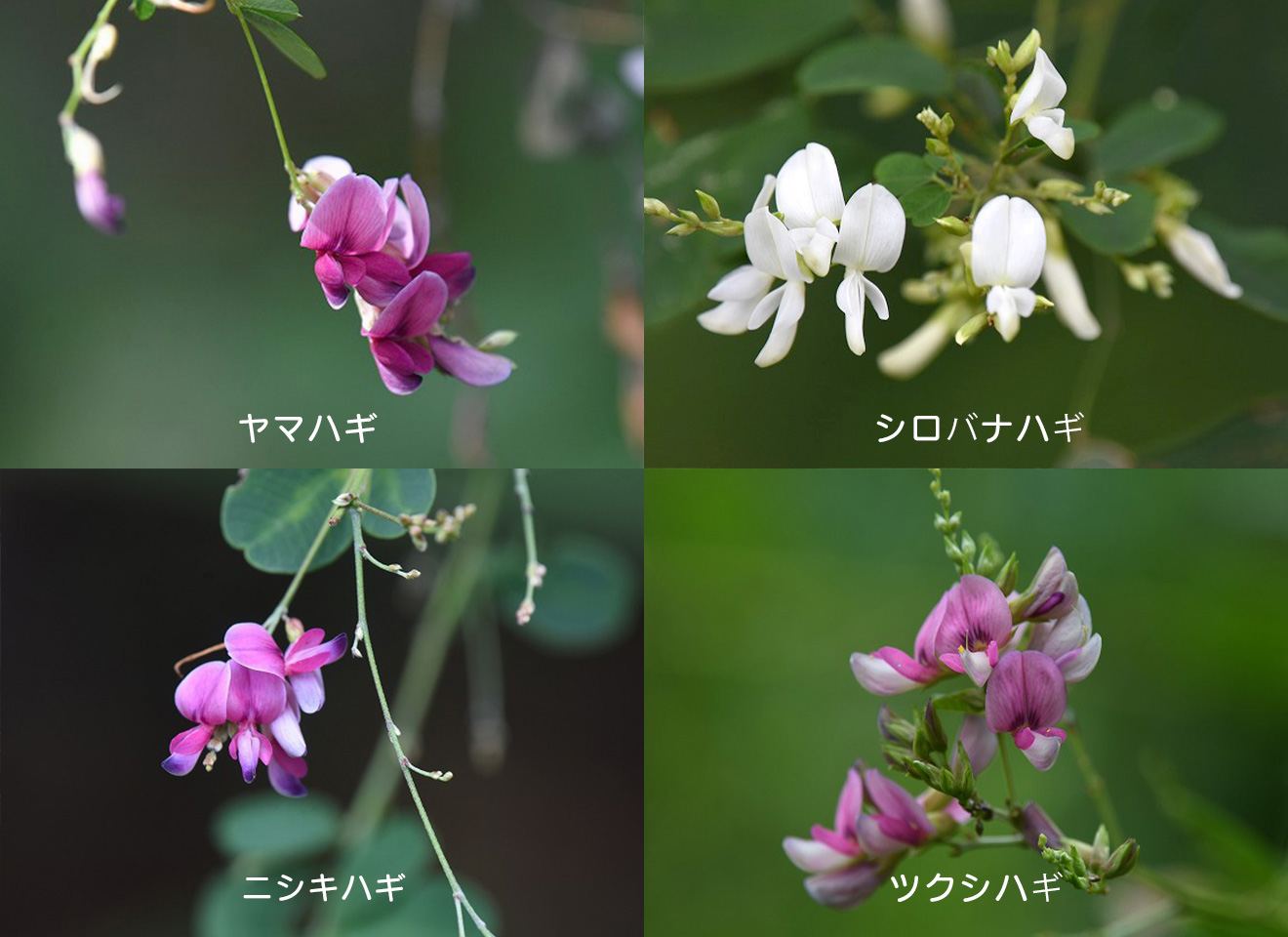 ハギの仲間