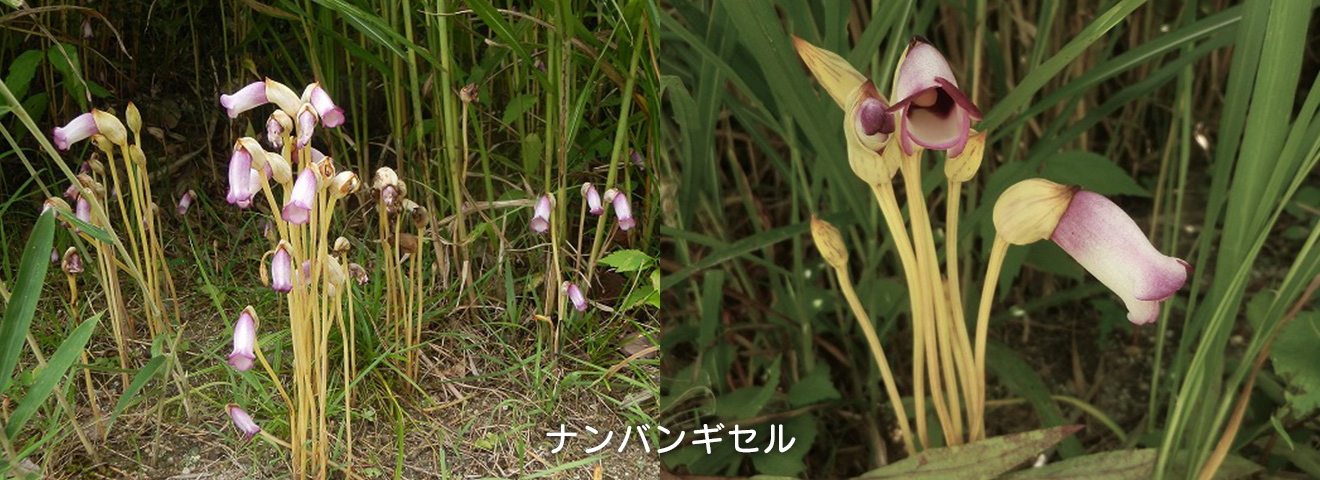 ナンバンギセル