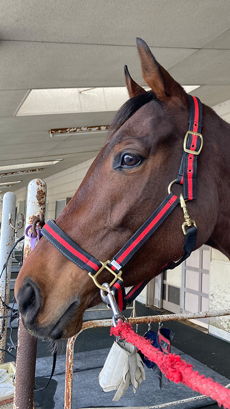 お馬紹介 運動公園 愛知県森林公園